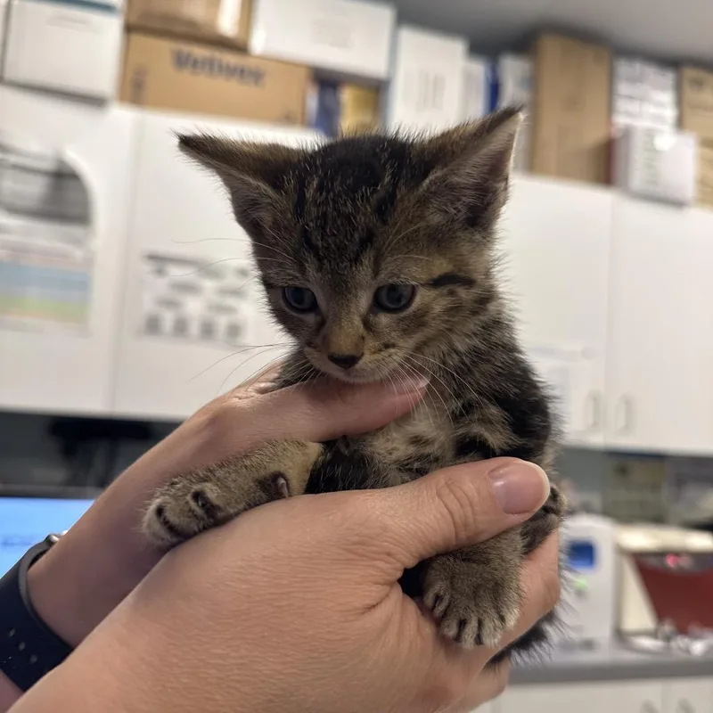 A baby small-sized male Brown / Chocolate Domestic Short Hair cat named Moe for adoption in Wheeling, IL