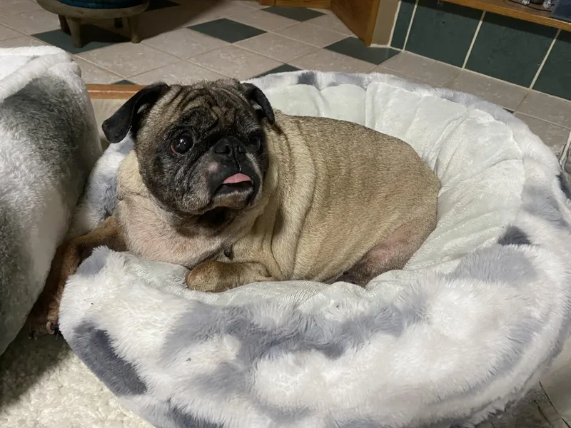 A senior small-sized female Brindle Pug dog named Alice for adoption in Grand Rapids, MI