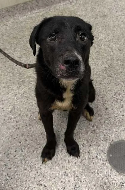 An adult large-sized female Black Mixed Breed dog named Caccini for adoption in Kansas City, MO
