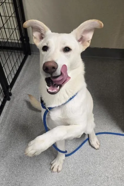An adult medium-sized female Shepherd dog named Peony for adoption in Roseville, CA