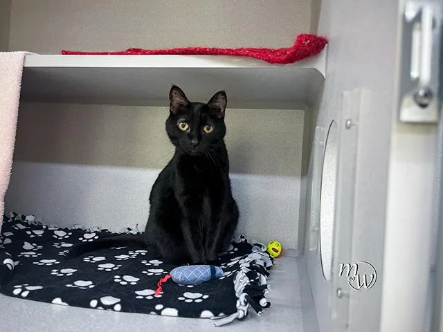 An adult medium-sized female Domestic Short Hair cat named Chloe for adoption in Omaha, NE