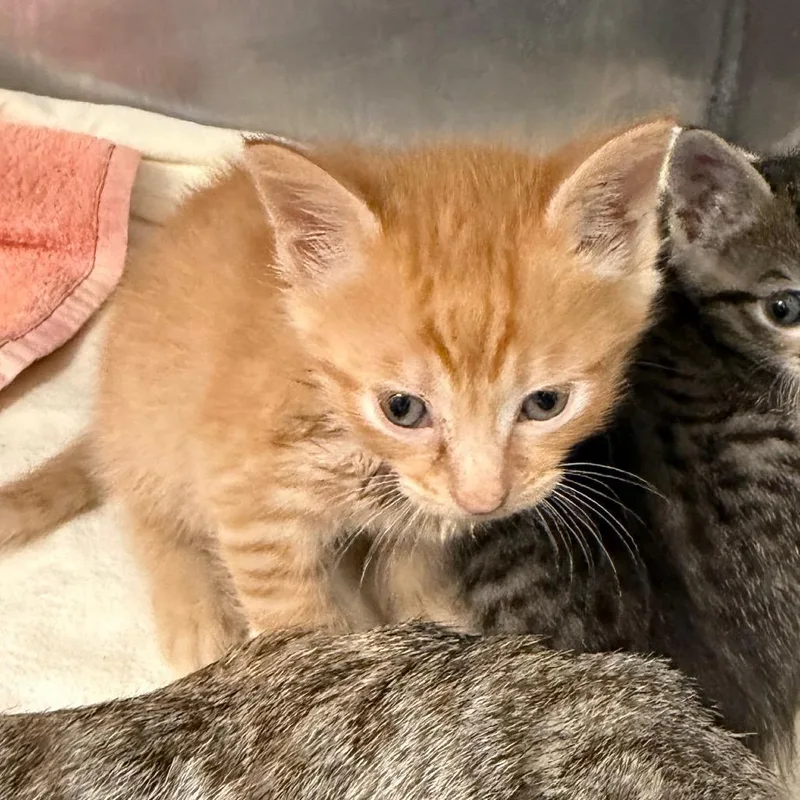 A baby small-sized male Orange / Red Domestic Short Hair cat named Baby Corn for adoption in Austin, TX