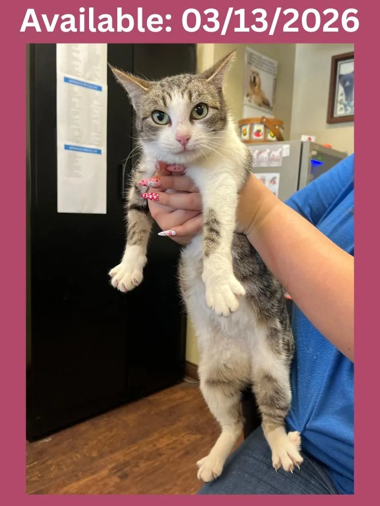 Petco Condo thumbnail 2