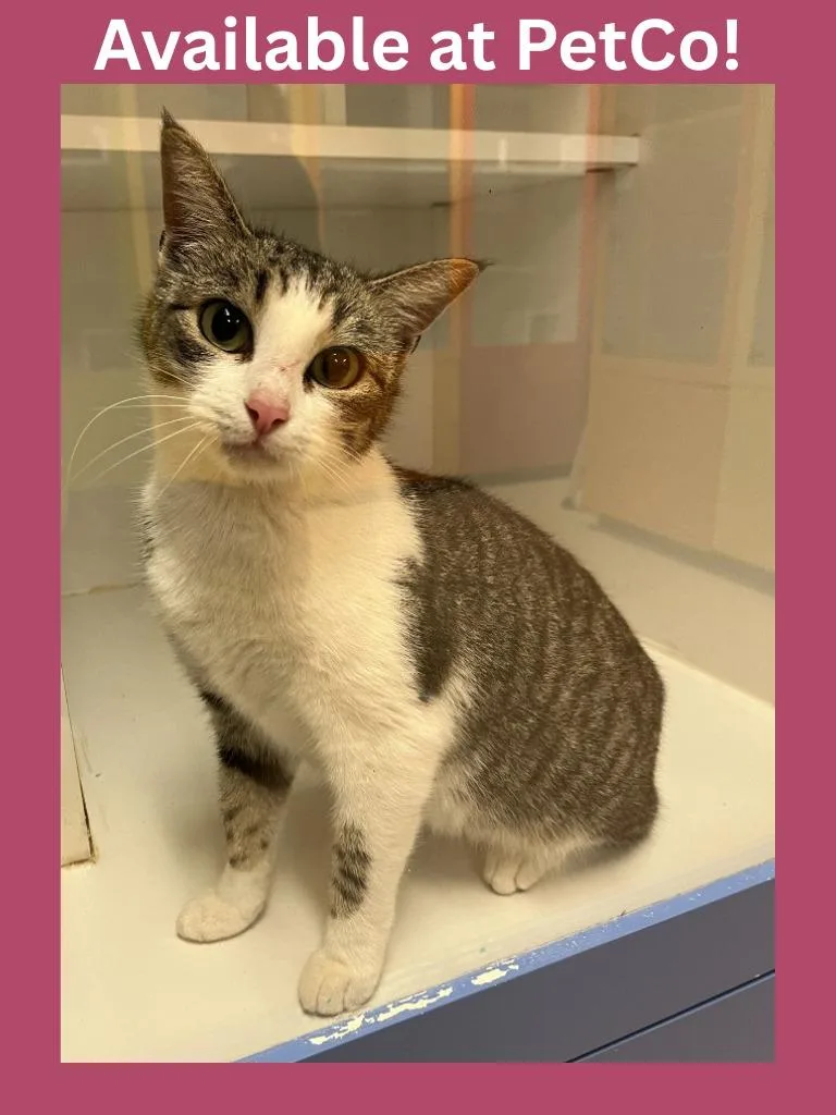 Petco Condo thumbnail 3