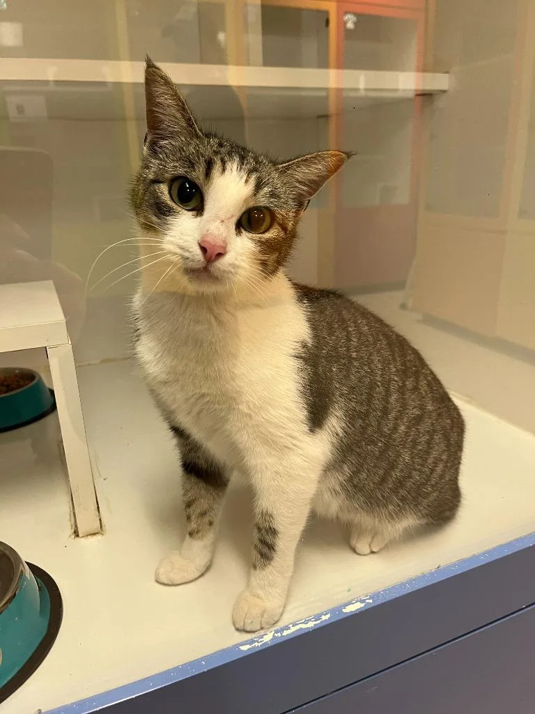 Petco Condo thumbnail 4