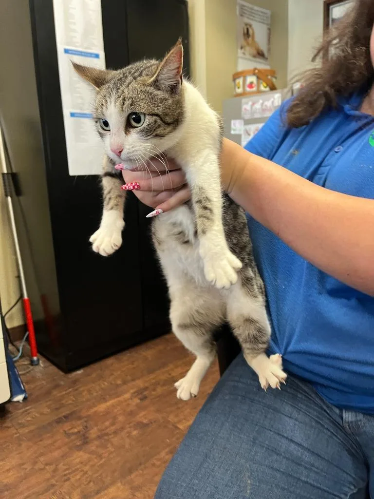 Petco Condo thumbnail 5