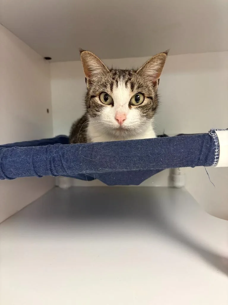 Petco Condo thumbnail 6