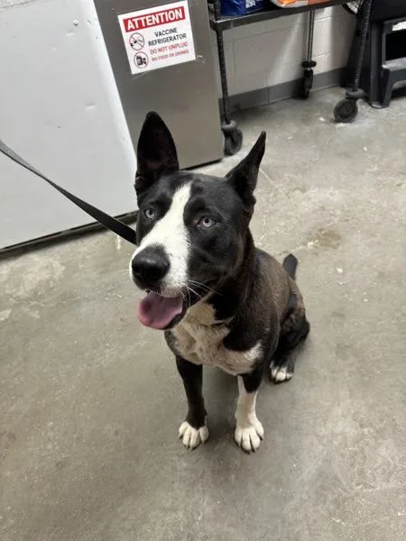 An adult large-sized female Pit Bull Terrier dog named Marge for adoption in Rio Rancho, NM
