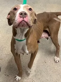 Cotton Candy thumbnail 2