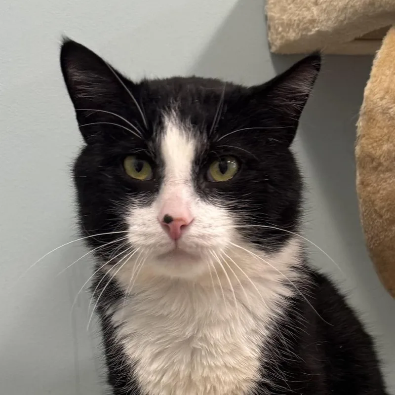 An adult small-sized male Black Domestic Short Hair cat named Eddie Tomlinson for adoption in Merrifield, VA
