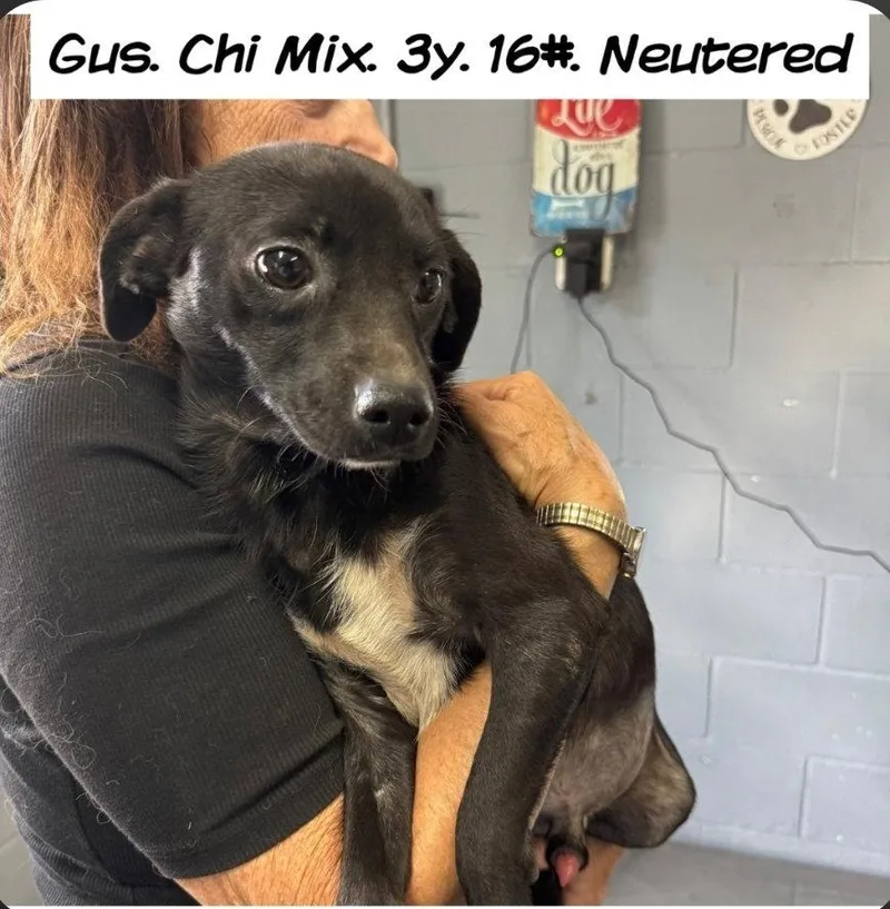 An adult small-sized male Chihuahua dog named Guss Beau for adoption in Saunderstown, RI