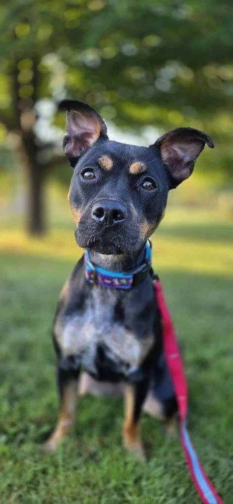 An adult medium-sized female Feist dog named Pippa for adoption in Candler, NC