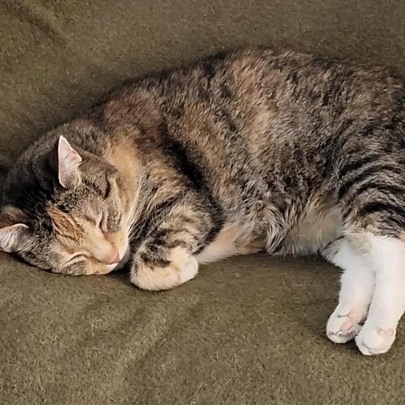 An adult medium-sized female Tabby (Brown / Chocolate) Domestic Short Hair cat named Matilda for adoption in BLACK MOUNTAIN, NC