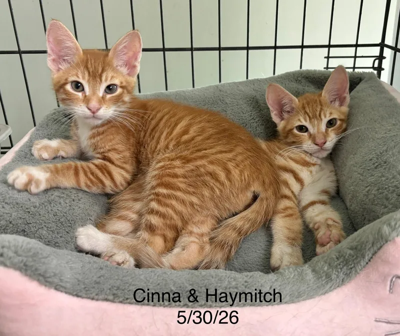 A baby small-sized male Orange & White Domestic Short Hair cat named Cinna And Haymitch for adoption in Ellicott City, MD