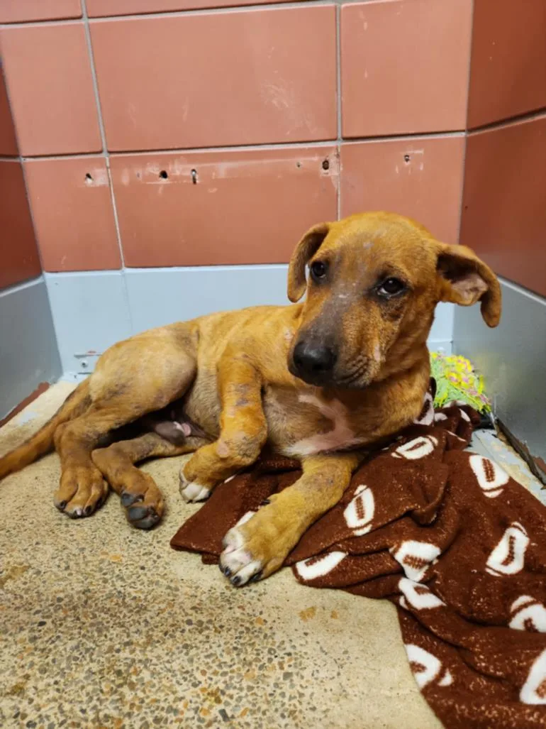 A baby medium-sized male Staffordshire Bull Terrier dog named Mickey for adoption in Houston, TX