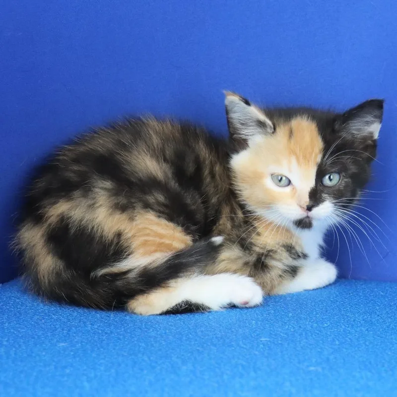 A baby small-sized female Tortoiseshell Domestic Short Hair cat named Medusa U for adoption in Tupelo, MS