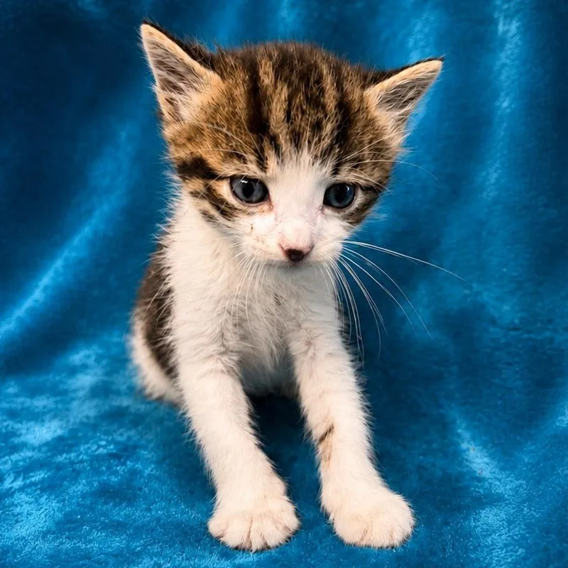 A young large-sized male Domestic Short Hair cat named Shadow for adoption in Oakdale, CA