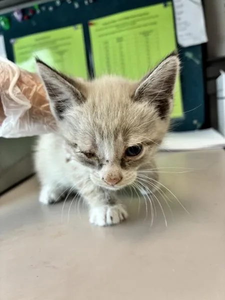 A baby medium-sized male Domestic Short Hair cat named Baguette for adoption in Salt Lake City, UT