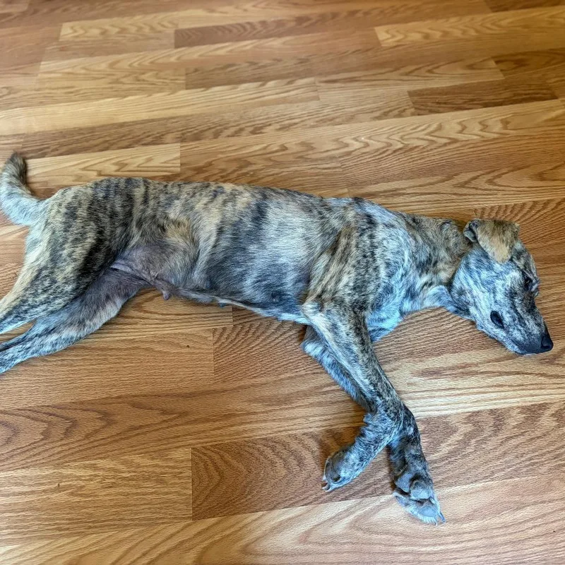 A young medium-sized female Plott Hound dog named Tigress for adoption in Parrish, AL