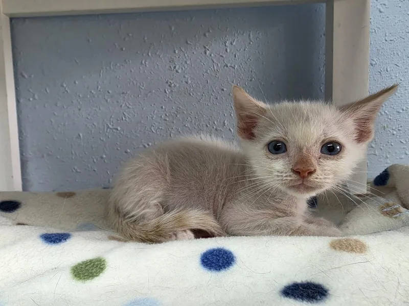 A baby small-sized male Gray & White Domestic Short Hair cat named Spicy for adoption in Bossier City, LA
