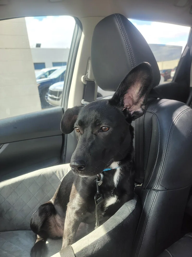 Angie Puppy