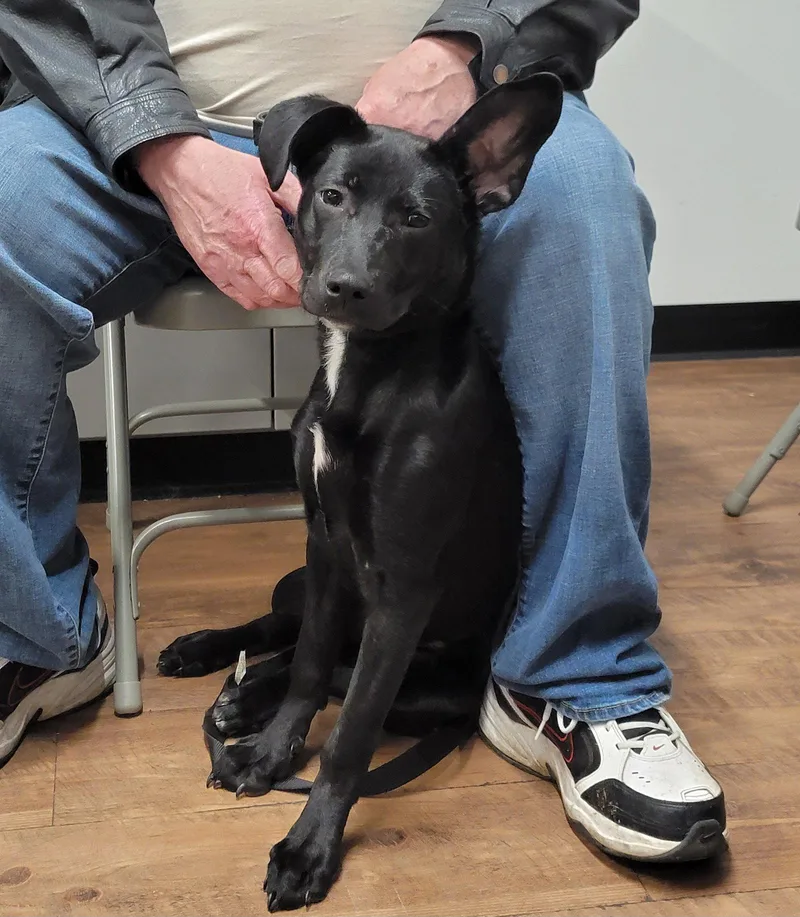 Angie Puppy thumbnail 2