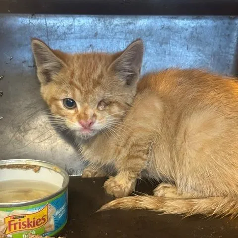 A baby small-sized male Orange / Red Domestic Short Hair cat named Warbird C for adoption in Princeton, MN