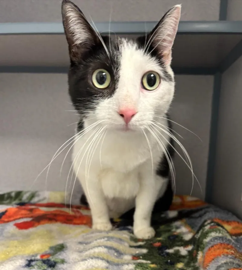 A young large-sized male Domestic Short Hair cat named Chimichanga for adoption in Liverpool, NY