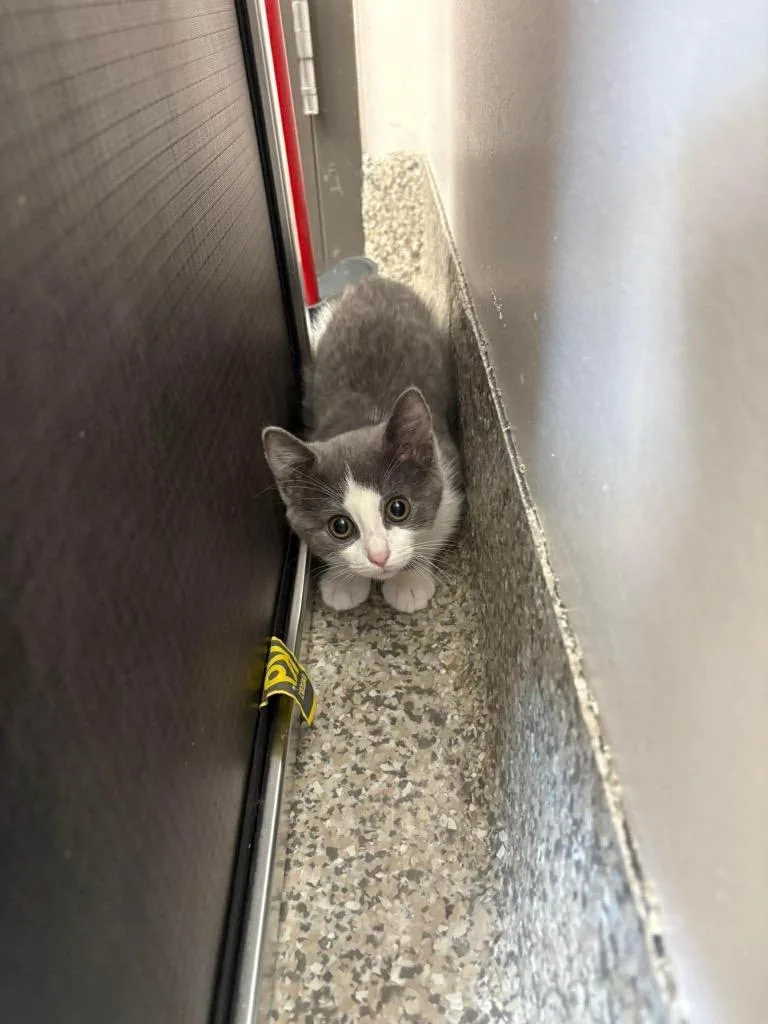 A baby small-sized female Domestic Short Hair cat named Green Apple for adoption in Van Wert, OH