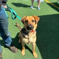 An adult medium-sized female Hound dog named Katie for adoption in Monticello, NY