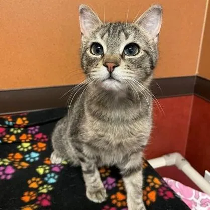 A baby small-sized male Tabby (Brown / Chocolate) Domestic Short Hair cat named Scooter for adoption in Rochester, MN
