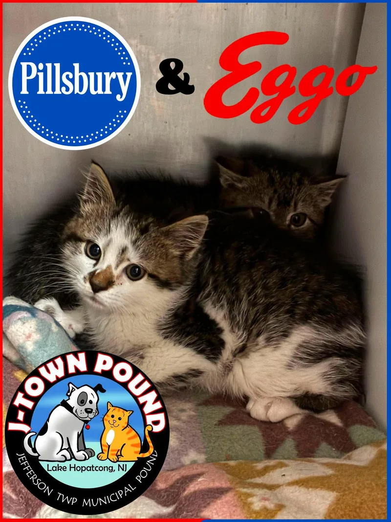 Pillsbury& Eggo thumbnail 2