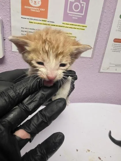 A baby small-sized male Orange / Red Domestic Short Hair cat named 60915527 for adoption in El Paso, TX