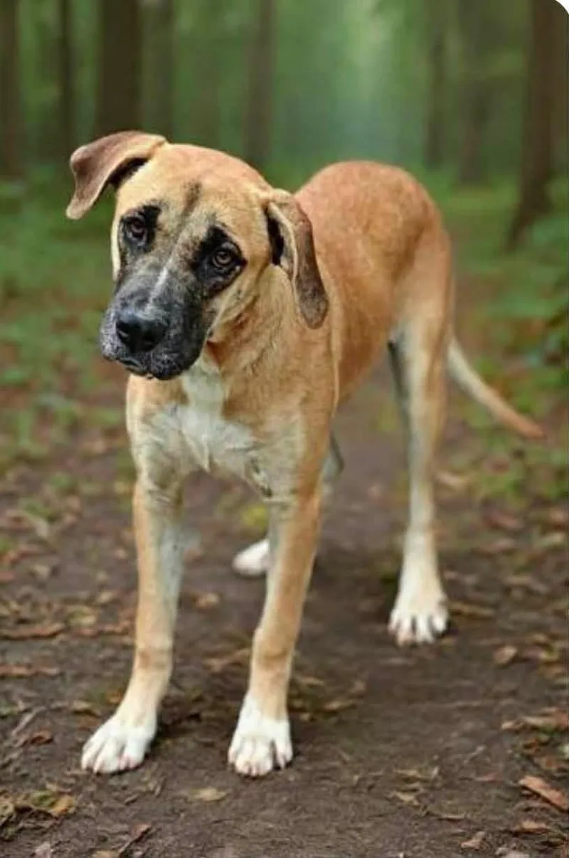 A young medium-sized female Yellow / Tan / Blond / Fawn Anatolian Shepherd dog named Laverne Puppy for adoption in Ossining, NY