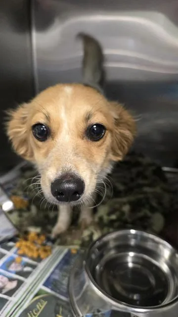 An adult small-sized female Terrier dog named Melenda for adoption in San Antonio, TX