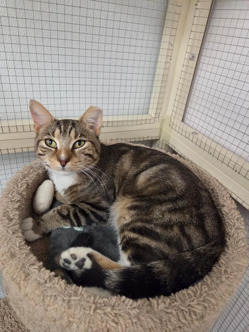 An adult medium-sized male Tabby (Brown / Chocolate) Domestic Short Hair cat named James for adoption in Grosse Ile, MI