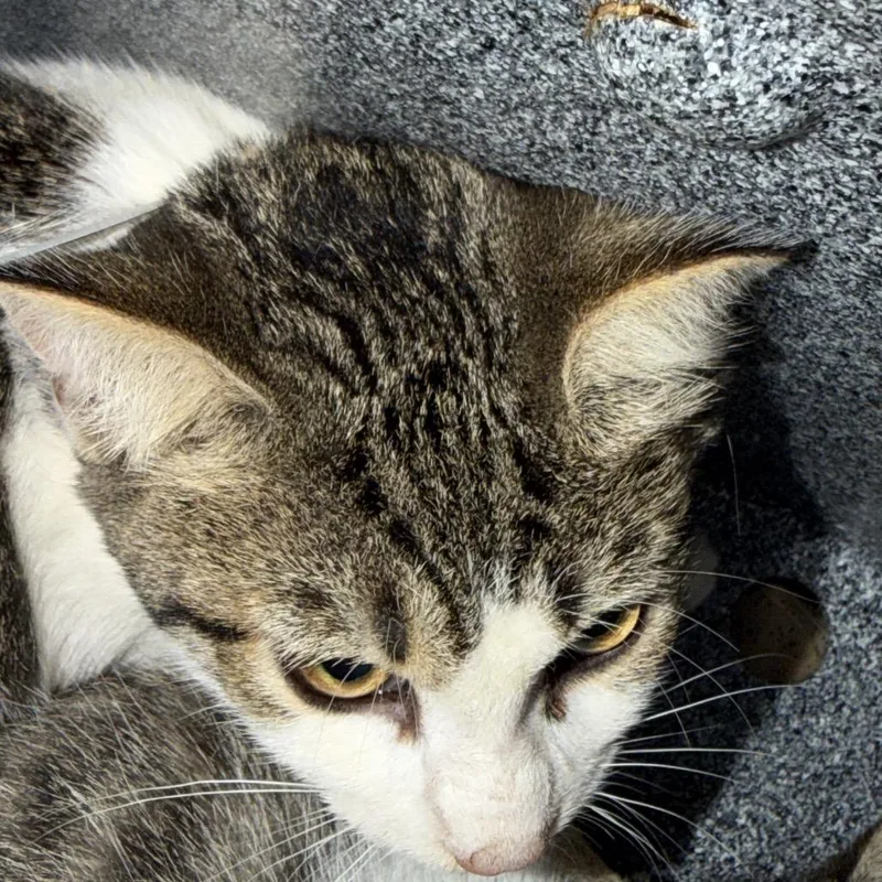 A baby small-sized male Brown / Chocolate Domestic Short Hair cat named Kernel for adoption in Birmingham, AL