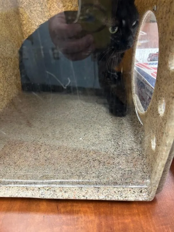 An adult medium-sized female Black Domestic Short Hair cat named Salty for adoption in Mobile, AL