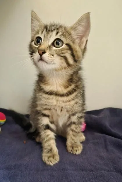 A baby small-sized male Domestic Short Hair cat named Twin for adoption in Savannah, GA