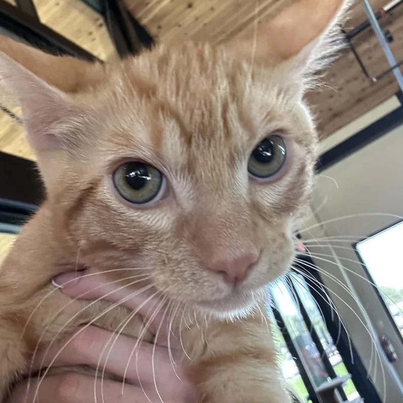 A baby medium-sized male Orange / Red Domestic Short Hair cat named Declan for adoption in Leander, TX