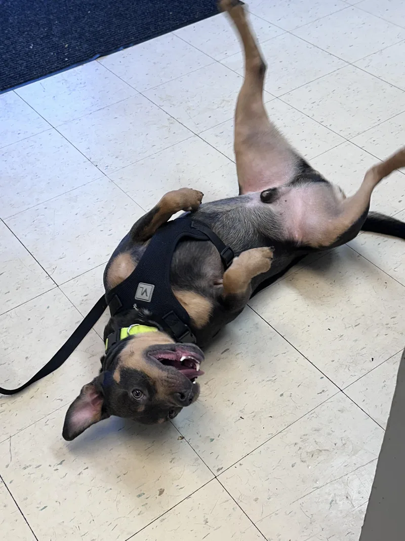 Dexter B thumbnail 2