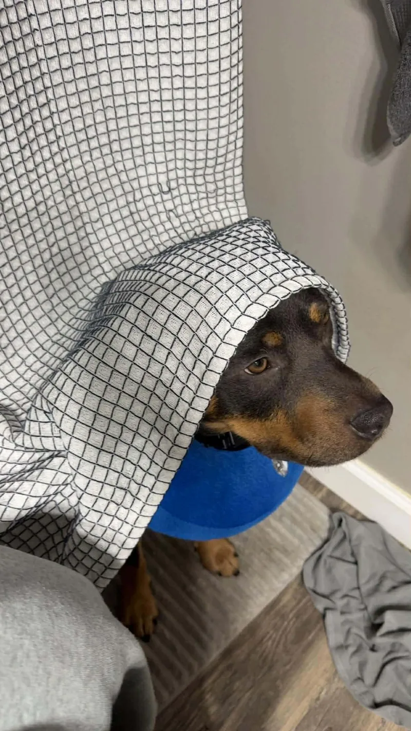 Dexter B thumbnail 3