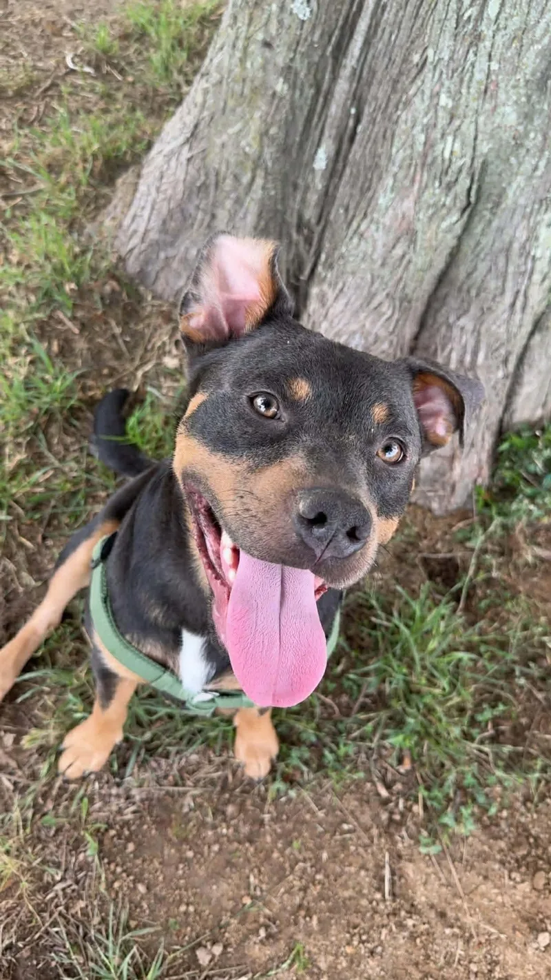 Dexter B thumbnail 4