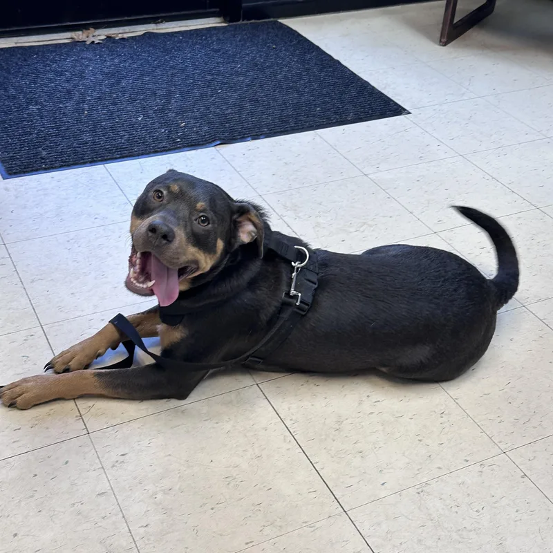 Dexter B thumbnail 5