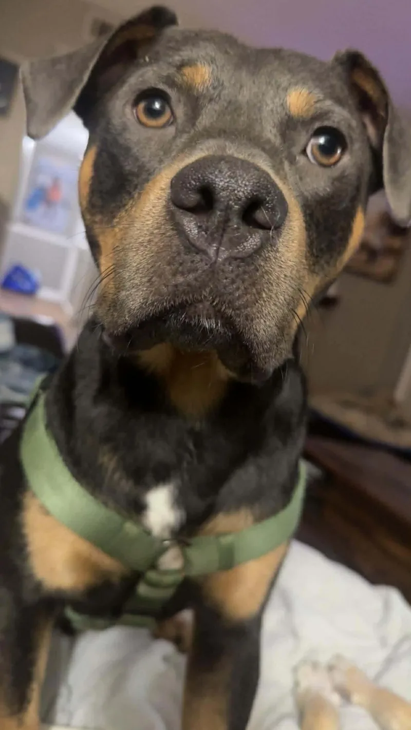 Dexter B thumbnail 6