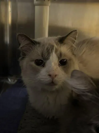 An adult large-sized female Domestic Long Hair cat named Spam for adoption in Munster, IN