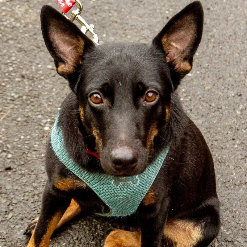 An adult medium-sized female Rat Terrier dog named Lynn for adoption in Bloomfield, CT