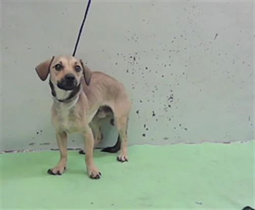 A young small-sized male Dachshund dog named Chickadee for adoption in Houston, TX