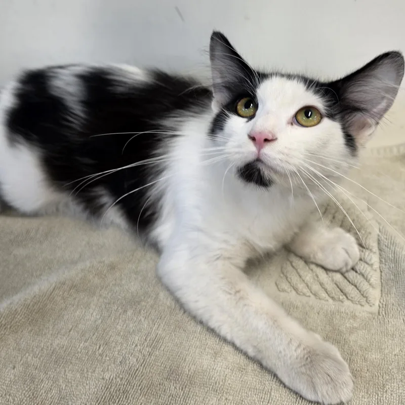 A baby medium-sized female Black Domestic Short Hair cat named Cilla for adoption in Danville, VA