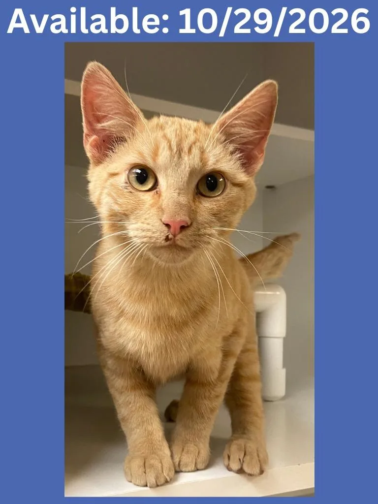 A baby medium-sized male Domestic Short Hair cat named Cat Condo for adoption in Greenville, TX